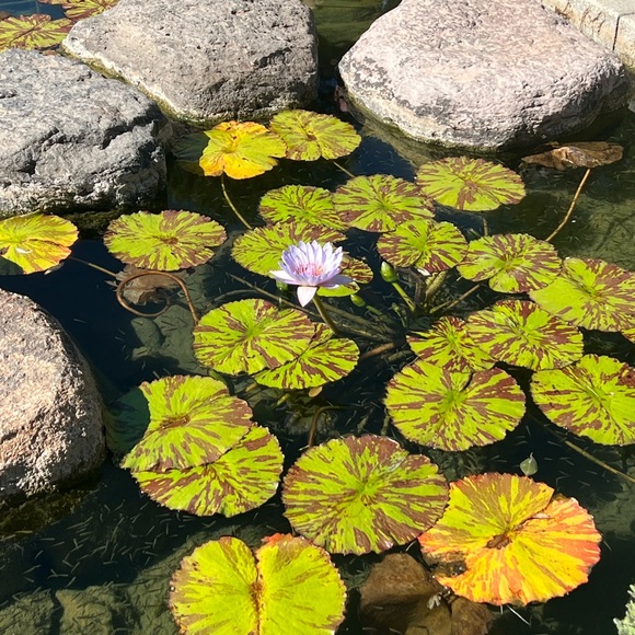 Send Your Considerate Offers, Bundle Your Likes - Picture 4 of 16